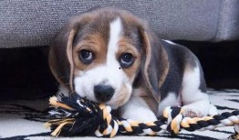 娱乐吃瓜酱女生养的狗,揭秘娱乐吃瓜酱女生的心头爱宠